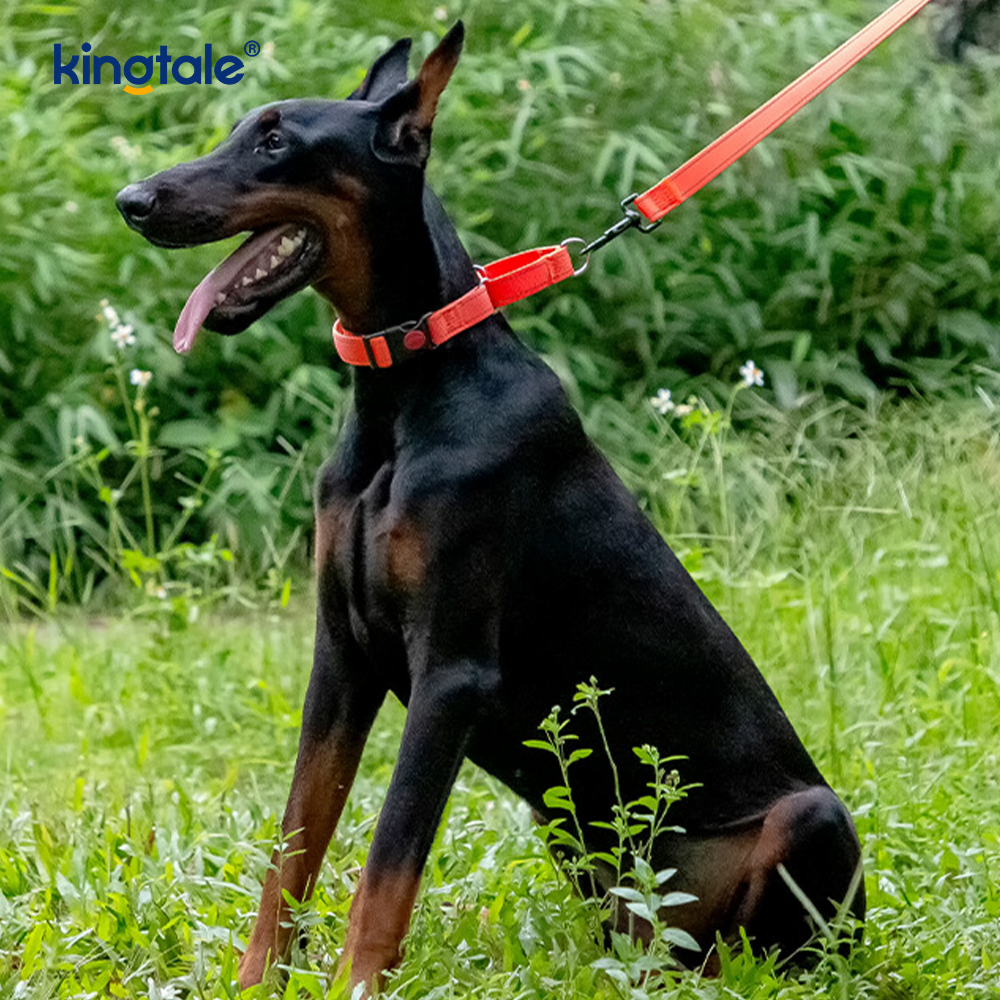 Gan Tarraingt Machnamhach Machnamhach Inchoigeartaithe Collar Madraí Martingale Do Madraí SL