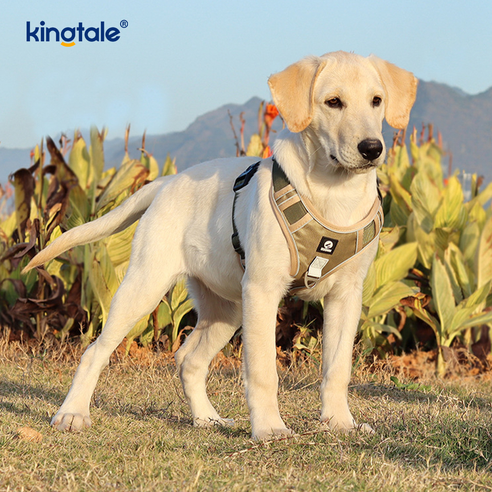 Rivet níolón Úim Spóirt Breathable Machnamhach Adjustable Le Leash Madraí