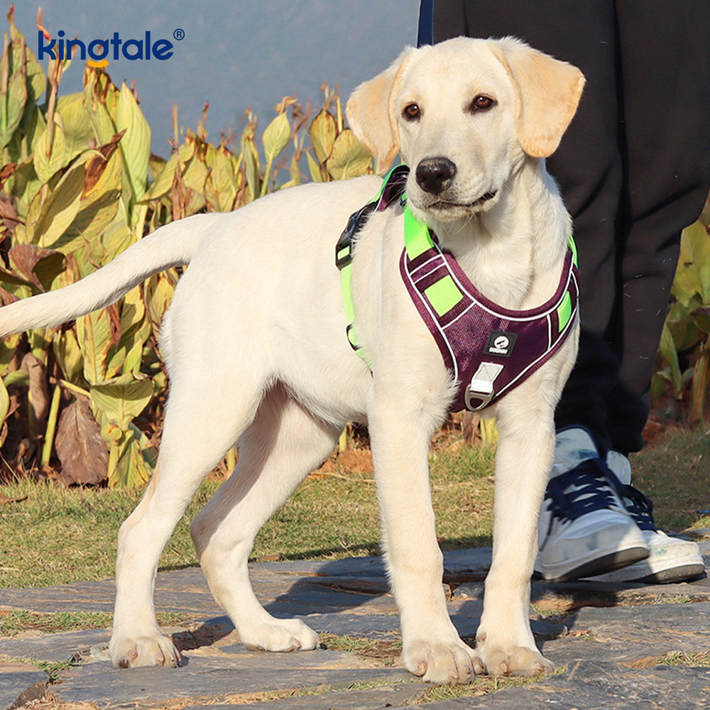 Rivet níolón Úim Spóirt Breathable Machnamhach Adjustable Le Leash Madraí