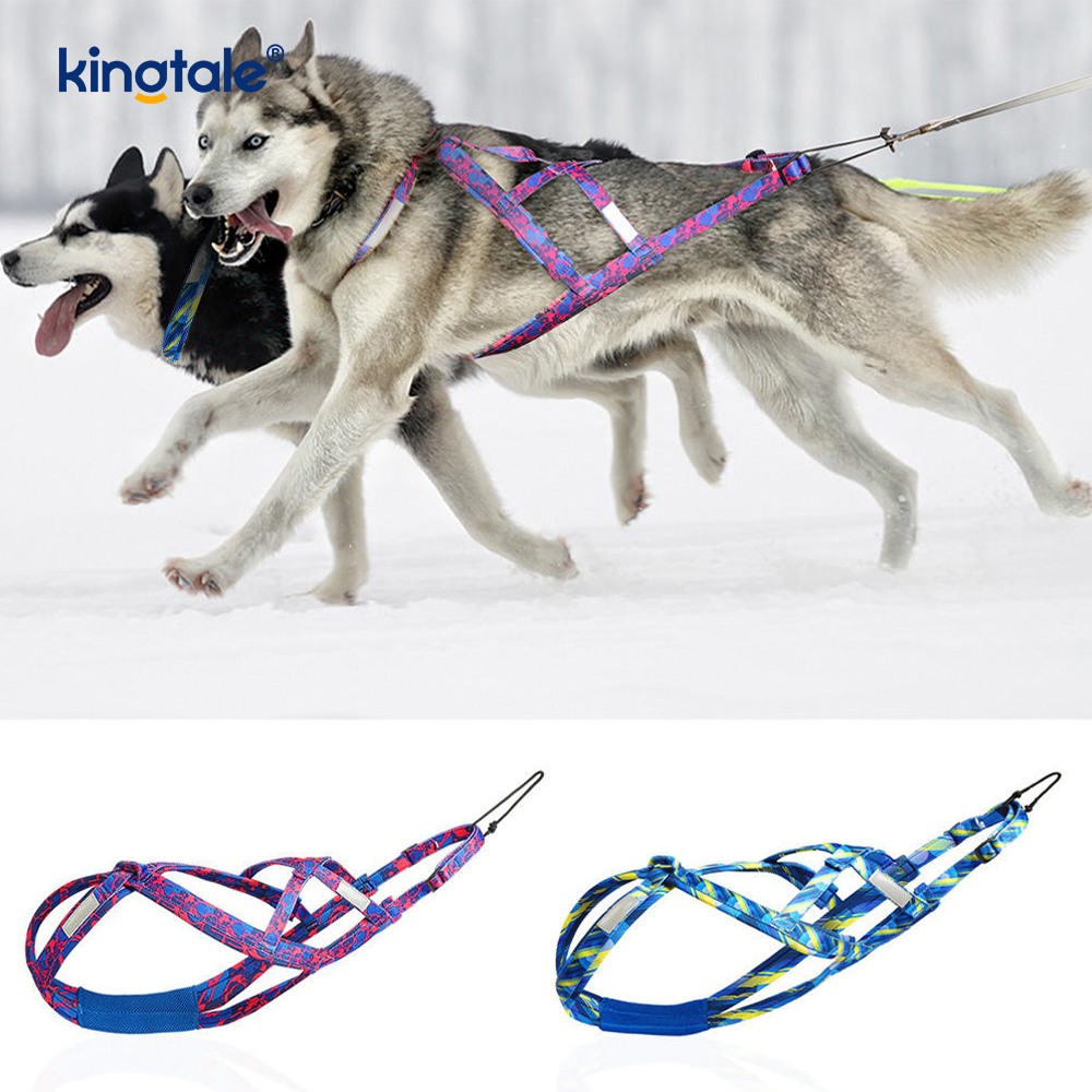 Madra ag Tarraingt Husky Mushing Úim X Ar Ais Úim do Mhadraí